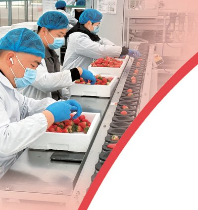 盐都现代农业产业示范园内，工作人员严格进行草莓选果。本报记者 刘乐艺摄