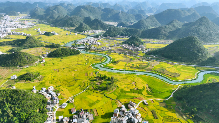 广南县八宝米连片种植。刘瑞 摄