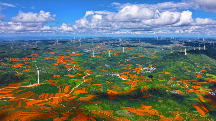 丘北县连片万寿菊。赖富春 摄