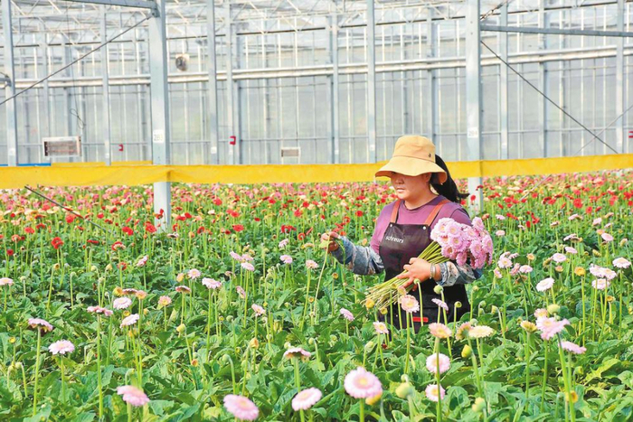 花农在智能温室大棚内采花。