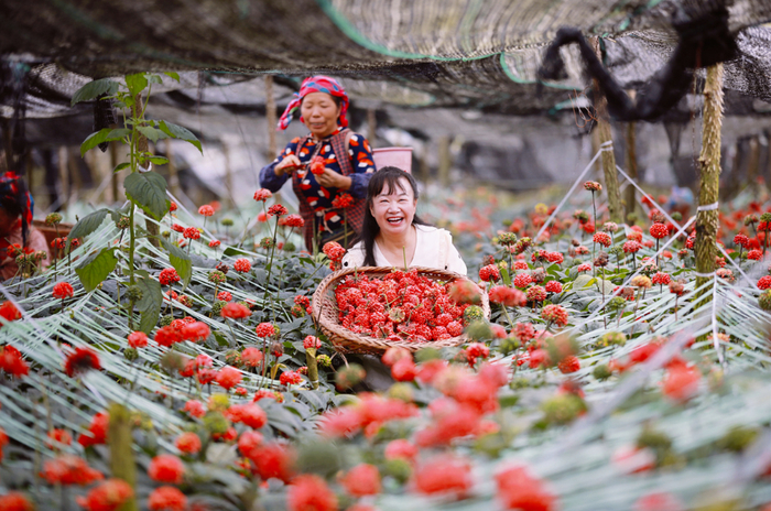 七农采摘三七籽。梁艳 摄