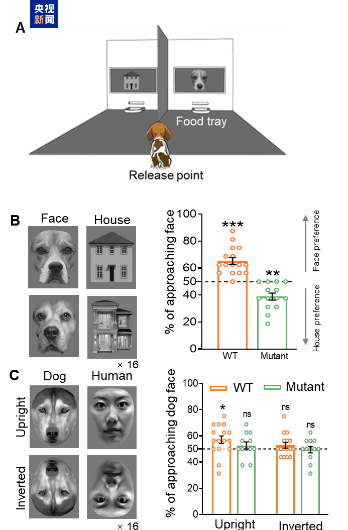 △Shank3突变犬偏好房子，而野生型犬偏好面孔；野生型犬偏好同类面孔，而突变犬没有这种偏好。