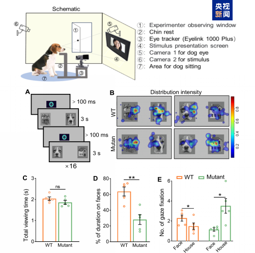 △眼动分析表明Shank3突变犬对面孔的注视时间和注视次数减少。