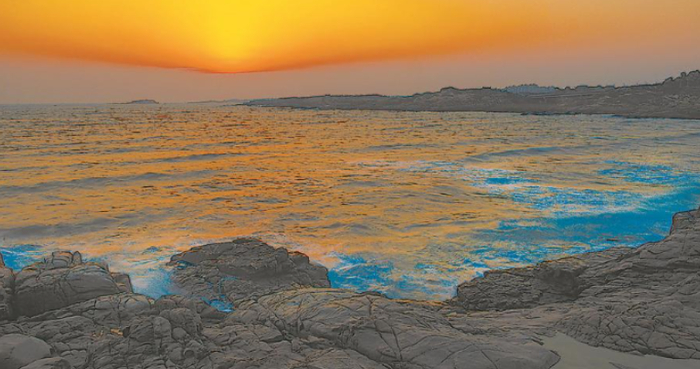 龙王头沙滩，朝霞与“蓝眼泪”交相辉映。图片来源：江信恒 摄