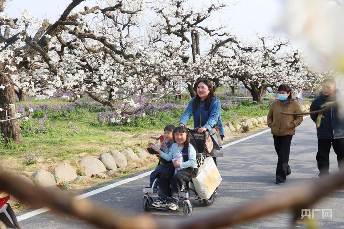 前来赏花的游客络绎不绝（央广网记者  徐鹏  摄）