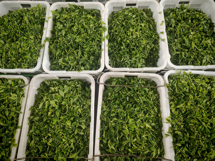 茶厂从茶农手中收购的鲜叶