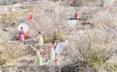 北宅街道55万株樱桃树渐次展颜。