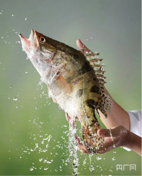 江夏鳜鱼（央广网发  湖北青洲鳜鱼科技研究有限公司  供图）