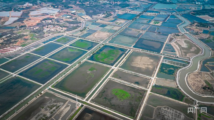江夏区“水上春耕”图景（央广网记者左洋  摄）