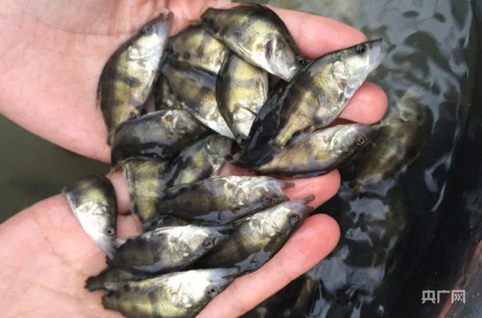 繁育出的本地鳜鱼种苗（央广网发  青洲鳜鱼科技研究有限公司  供图）