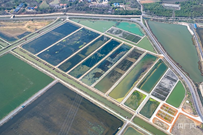 人工湿地净化技术（央广网记者左洋  摄）