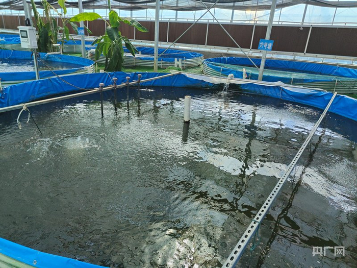 农业鱼菜共生大棚（央广网发  武汉霄垚农业科技发展有限公司  供图）