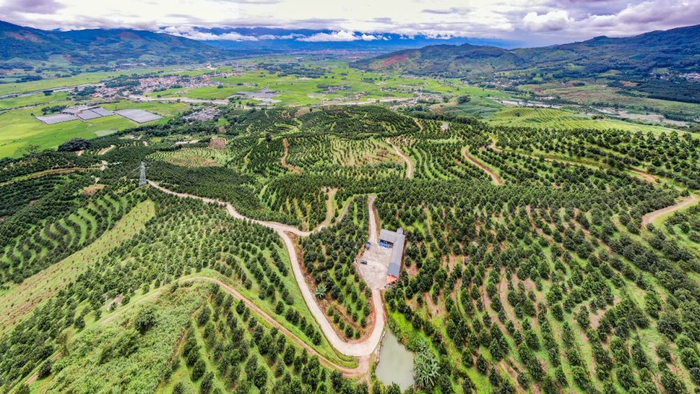 盈江迪思坚果有限公司澳洲坚果种植基地（资料图）