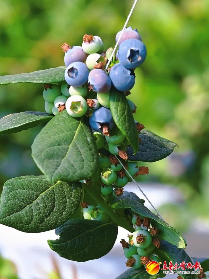 在乌鲁木齐县板房沟镇八家户村农业观光园本地产蓝莓已经成熟。资料图片
