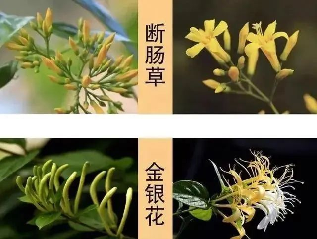 图源：广州日报