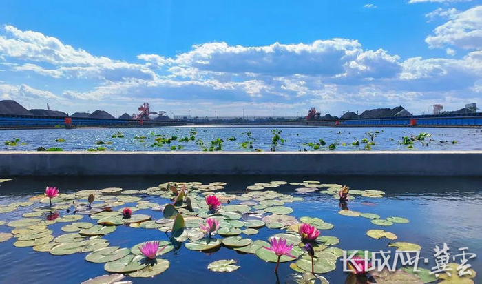 秦皇岛港区内的荷花池。秦港股份 供图