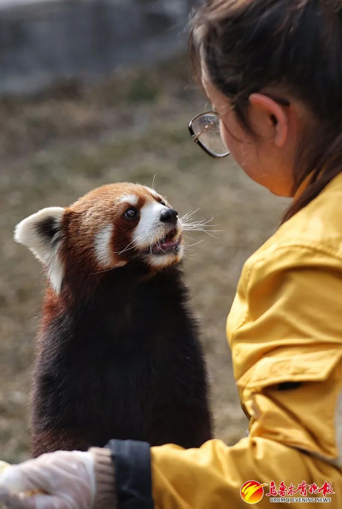 3月29日，水上乐园欢乐世界，饲养员在和小浣熊互动。资料图片