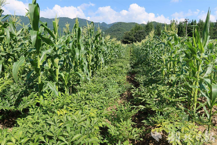 通过与玉米等作物套种，提升土地利用率。一致魔芋供图