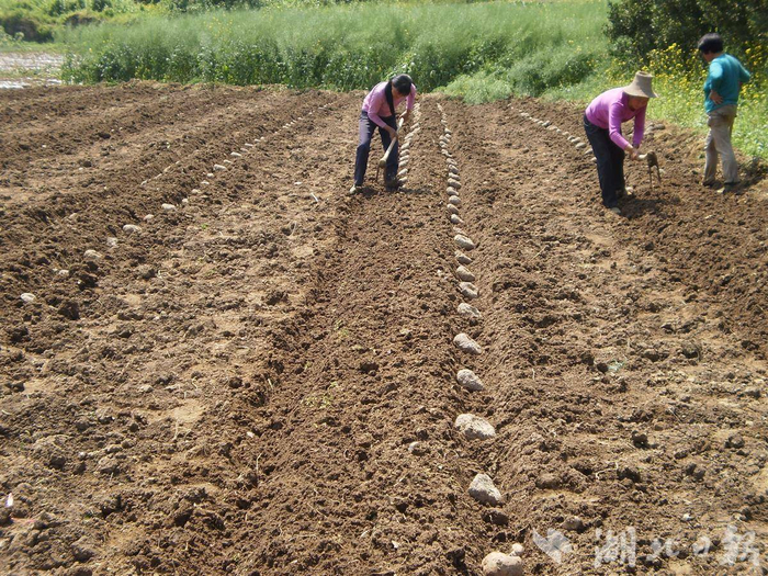 芋农正在种植魔芋。一致魔芋供图