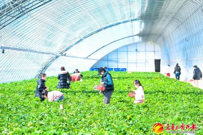 游客在乌鲁木齐县板房沟镇八家户村农业观光园采摘本地产草莓。资料图片