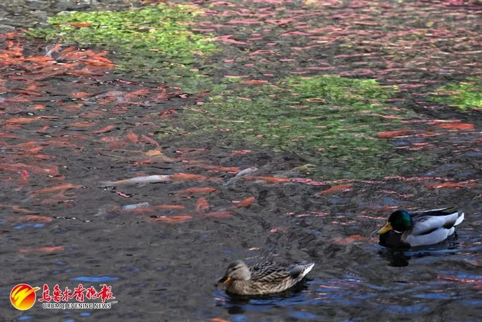 在水磨沟公园，野鸭在水中游弋。资料图片