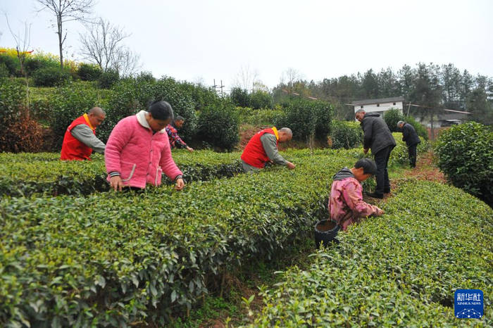 　　2025年3月17日，巴东县沿渡河镇红砂村村民在采摘春茶。新华社发（龙家红 摄）