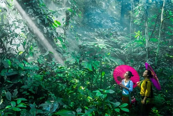 西双版纳热带雨林 西双版纳州委宣传部 供图
