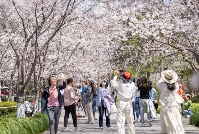 世纪公园樱花岛客流不少。 孟雨涵 摄