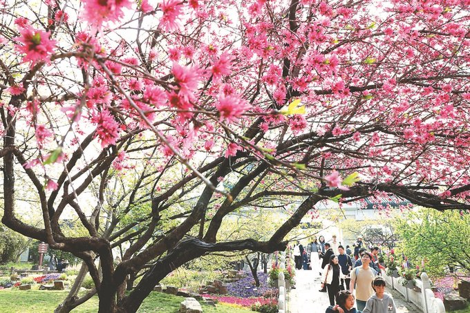 昨日，游客来到苏州上方山国家森林公园踏青赏花。 杭兴微 摄 （视觉江苏网供图）