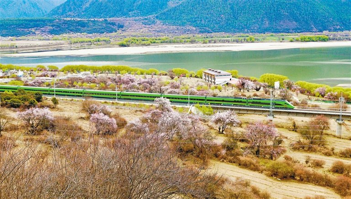 图为复兴号列车穿行在拉林铁路上。记者 旦增兰泽 通讯员 拉巴次仁 摄