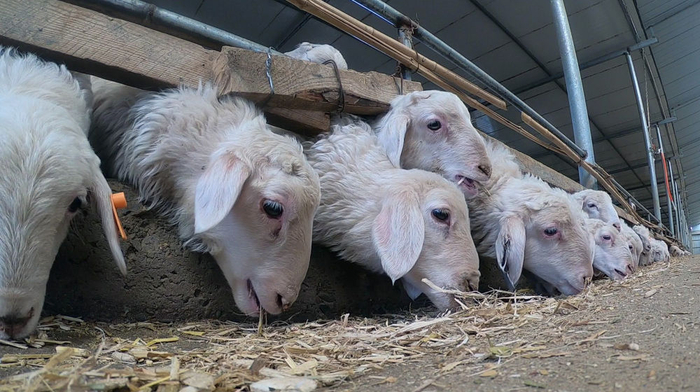 在古浪傲美羊业有限公司的羊圈内，肉羊正在吃饲料。新华社记者郭刚 摄