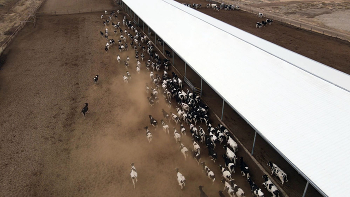 甘肃峰伟宝农牧有限公司养殖的奶牛（无人机照片）。新华社记者郭刚 摄