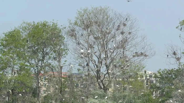 云东海湿地公园这片鸟类栖息地，近千只白鹭、夜鹭栖满林梢。佛山市新闻传媒中心记者陈枫/摄