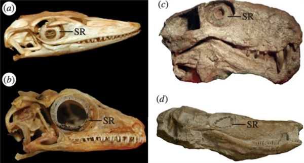 △ SR表示虹膜环