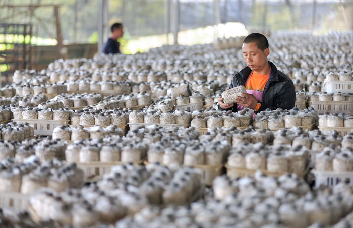 屏南县长桥镇半圳村茶树菇合作社菇农整理菇筒 （王志凌 摄）