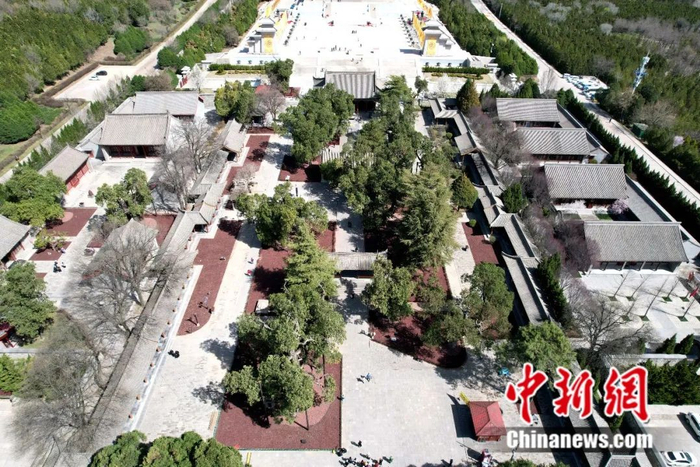 黄帝陵内古树群。中新社记者张远摄
