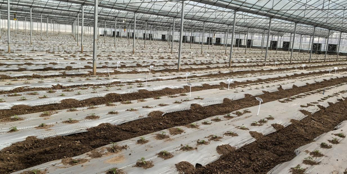 图1. 河北省辣椒产业研究院温室大棚辣椒栽培