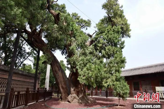 仓颉手植柏。李一璠摄