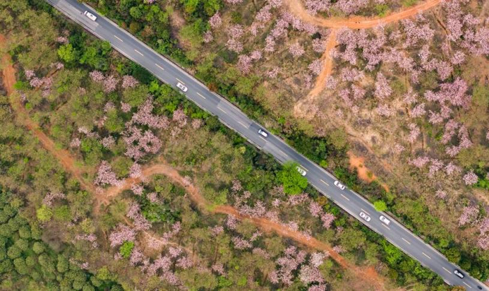 游客驱车前来清镇市红枫湖镇右二村踏青游玩（4月5日摄，无人机照片）。新华社记者 陶亮 摄