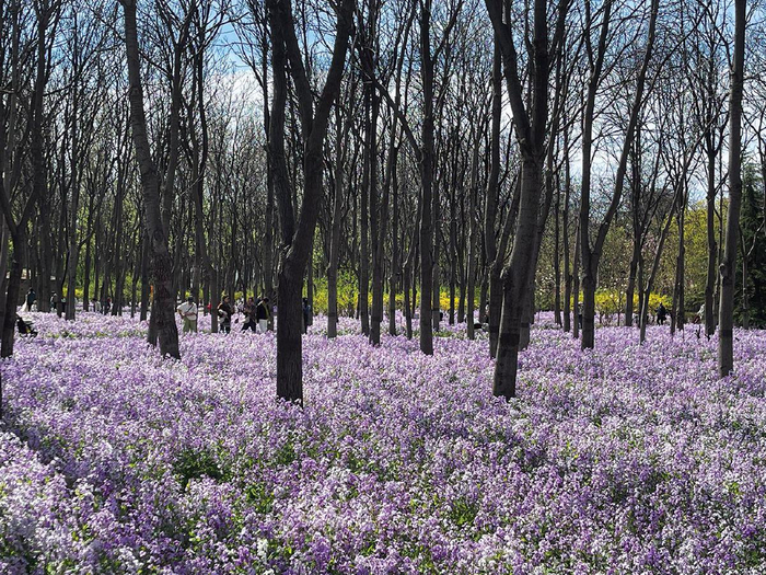 4月5日，将府公园二月兰盛开，吸引市民拍照打卡。新京报记者　吴婷婷　摄