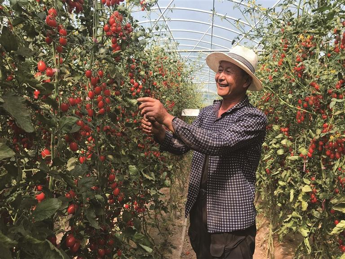 红古区花庄镇湟兴村甘宪明在西红柿大棚里掐秧摘芽  张万宏 摄