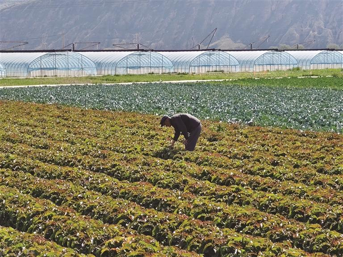 红古区特色农业基地一角  张万宏 摄