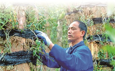 4月1日，江西省德兴市花桥镇昭林村，铁皮石斛种植基地内，管理技术人员正在查看铁皮石斛长势。钟声鸿 摄