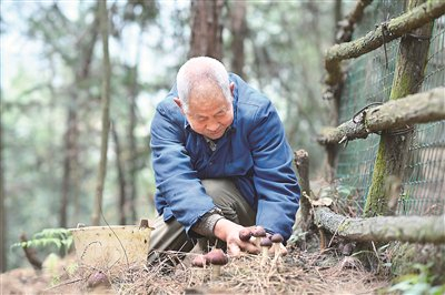 重庆市沙坪坝区中粱镇新发村，农民在采摘林下种植的赤松茸。 资料图片