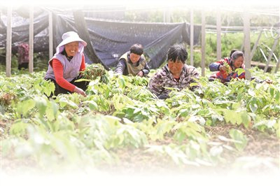 4月1日，湖南省衡阳县库宗桥镇，村民正在为林下种植的淫羊藿除草。 刘欣荣 摄