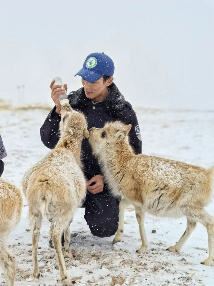 巡护队员正在给藏羚羊喂食。人民日报记者 乔栋 摄