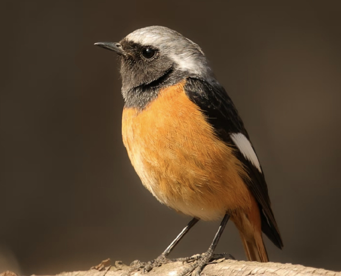 图/受访者提供，小红书用户@eleven​