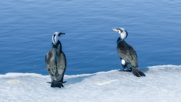 踱步觅食（央广网发  宇广  摄）