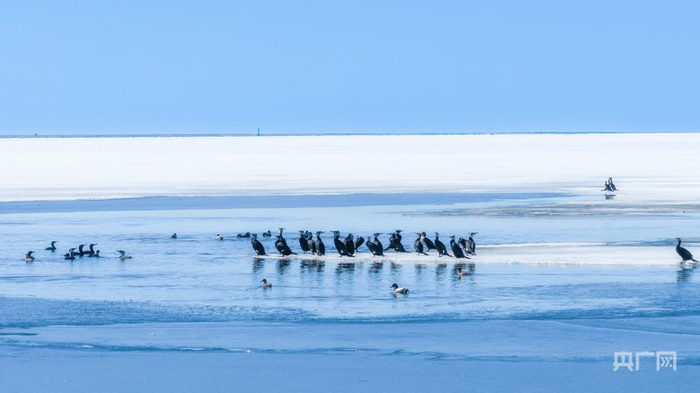 候鸟逐雪踏歌来（央广网发  田昊霖  摄）