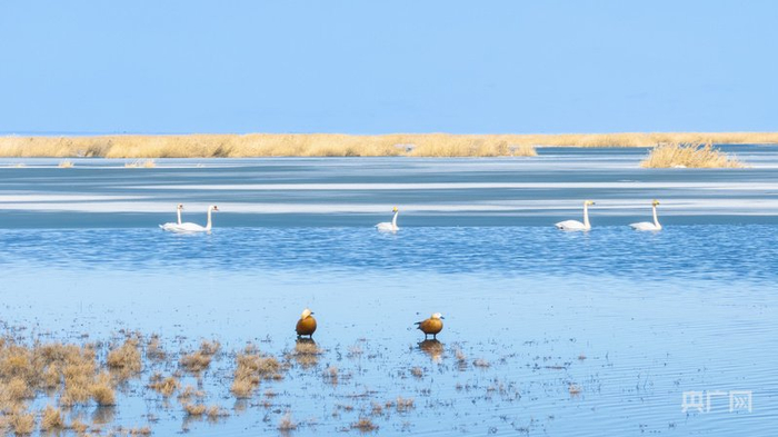 天鹅轻盈划水，泛起层层涟漪（央广网发  田昊霖  摄）